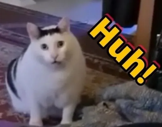 Biểu cảm sửng sốt mèo gương mặt trắng bệch, ánh mắt đỏ