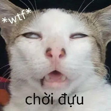 Mèo bất ngờ dáng đứng bất lực, ánh mắt rối loạn