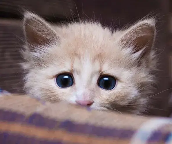 Hình mèo sững sờ, ánh mắt hoảng loạn tràn đầy bất ngờ