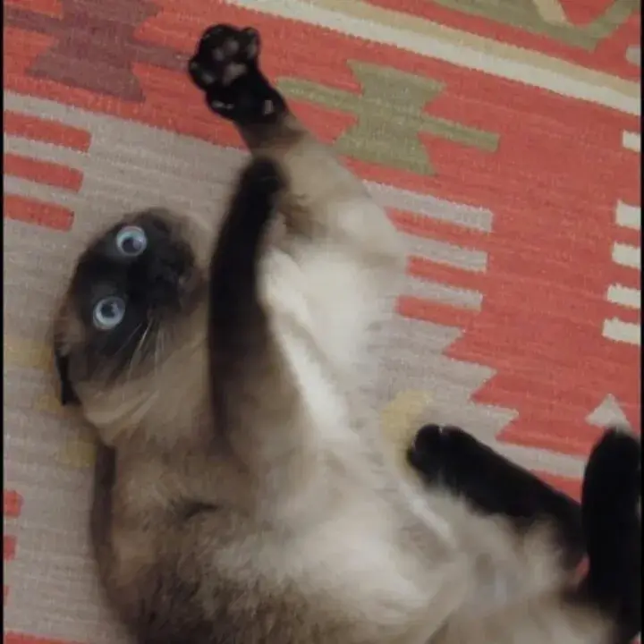 Ảnh mèo giật mình quay đầu, gương mặt đầy ngơ ngác