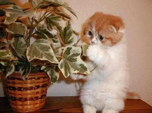 Mèo bất ngờ tròn mắt, biểu cảm ngạc nhiên đến khó tả