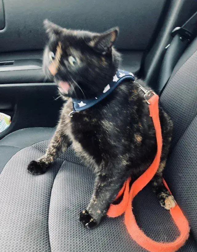 Hình mèo hoảng hốt ôm đầu, gương mặt cực kỳ dễ thương