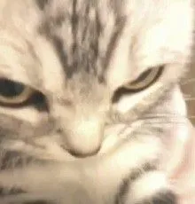 Meme mèo liếc mắt với ánh nhìn sắc bén đầy mỉa mai