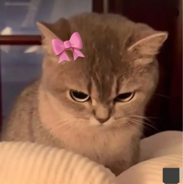 Ảnh mèo liếc mắt khuôn mặt mỉa mai cực hài hước