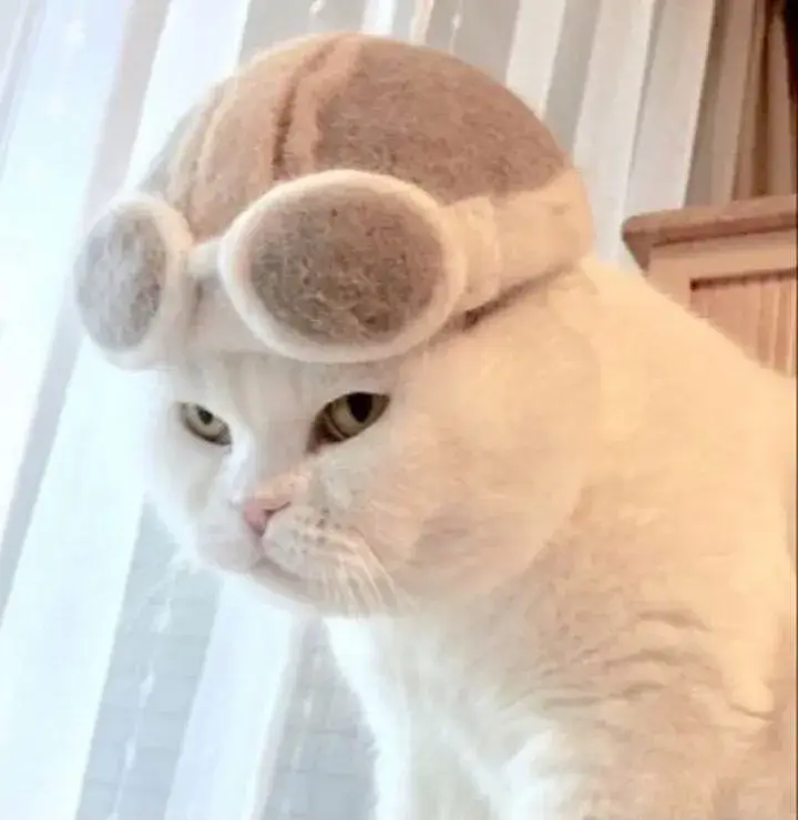 Hình mèo liếc mắt ánh nhìn sắc bén cực bá đạo