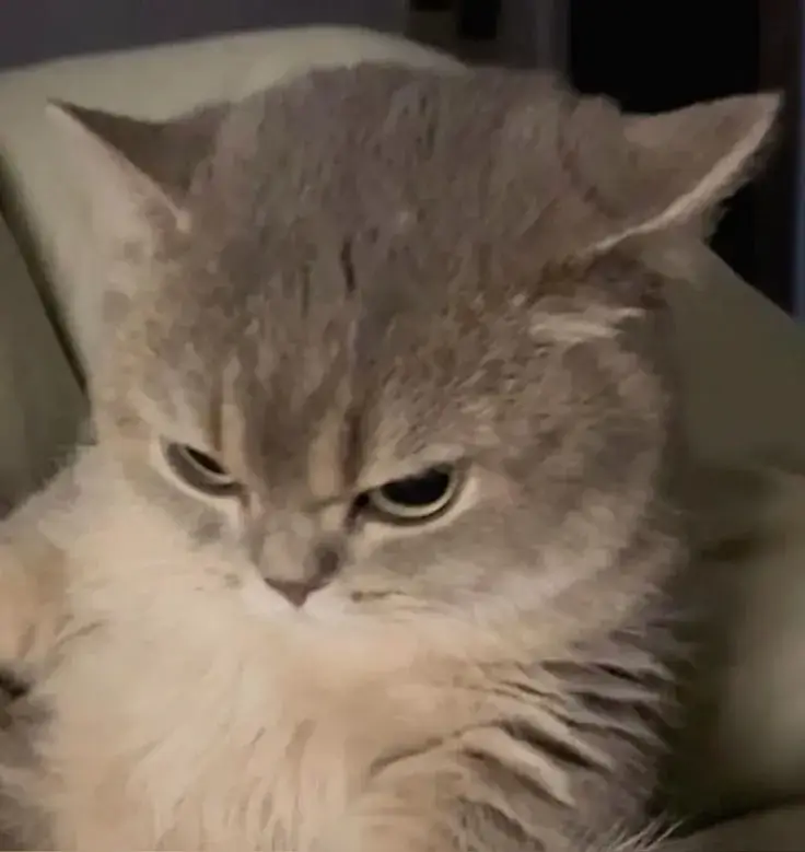 Ảnh mèo lườm mắt khuôn mặt bực tức cực lầy lội