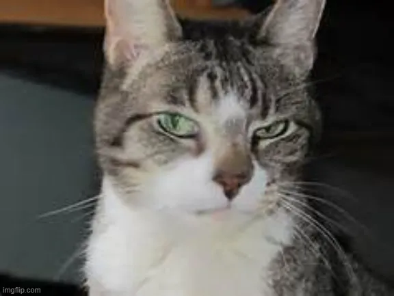 Meme mèo liếc mắt ánh nhìn chán nản buồn cười khó tả