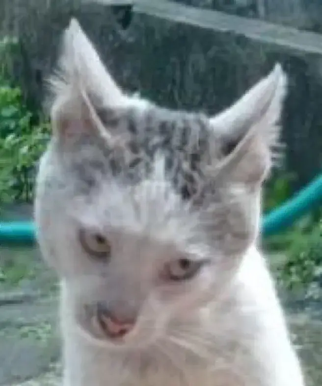 Meme mèo liếc mắt ánh nhìn soi mói buồn cười bá đạo