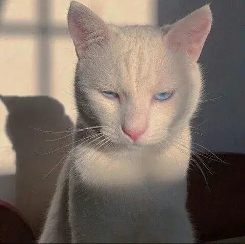 Hình mèo liếc mắt khuôn mặt chán đời cực bá đạo