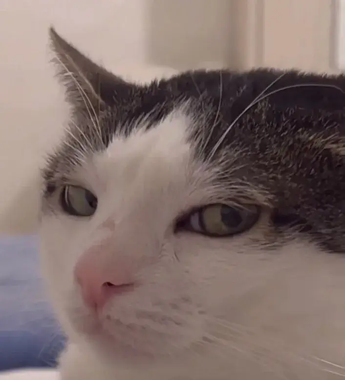 Hình mèo lườm mắt ánh nhìn khinh khỉnh cực ngầu bá đạo