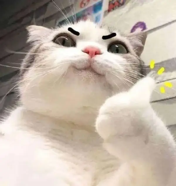 Gương mặt mèo nhí nhảnh, tay giơ ngón cái cực cute.