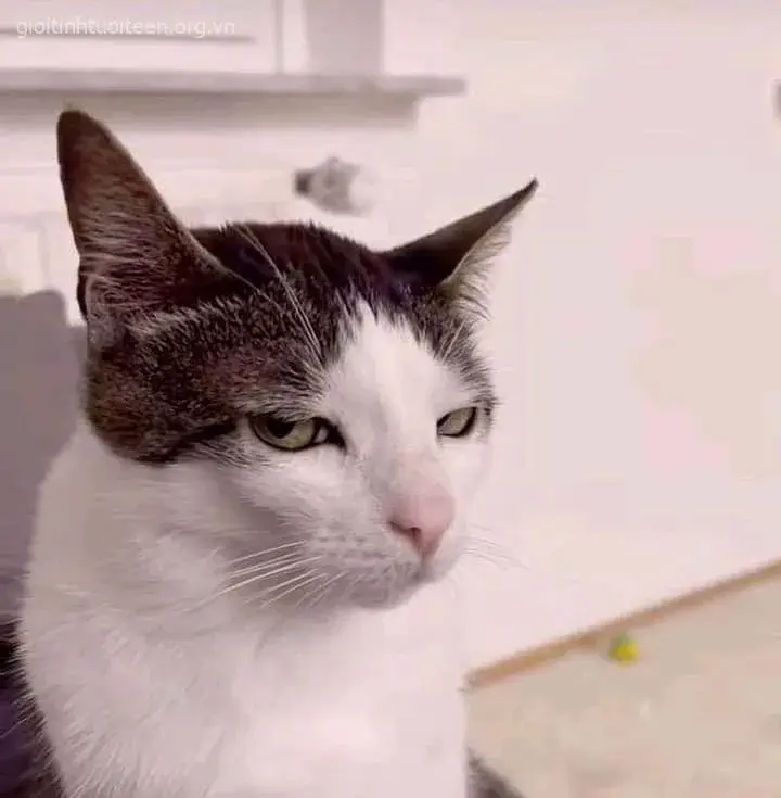 Ảnh mèo lườm mắt khuôn mặt nghiêm nghị cực ngầu bá đạo