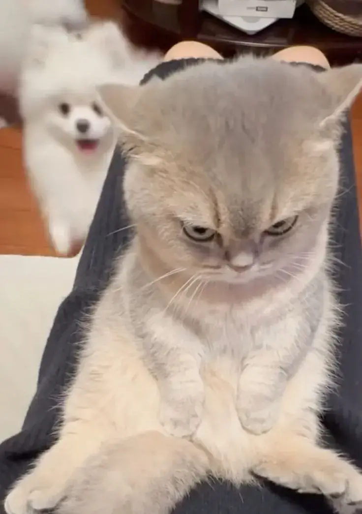 Ảnh mèo lườm mắt ánh mắt nghi ngờ cực buồn cười