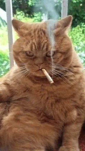 Hình mèo liếc mắt ánh mắt đầy nghi ngờ buồn cười