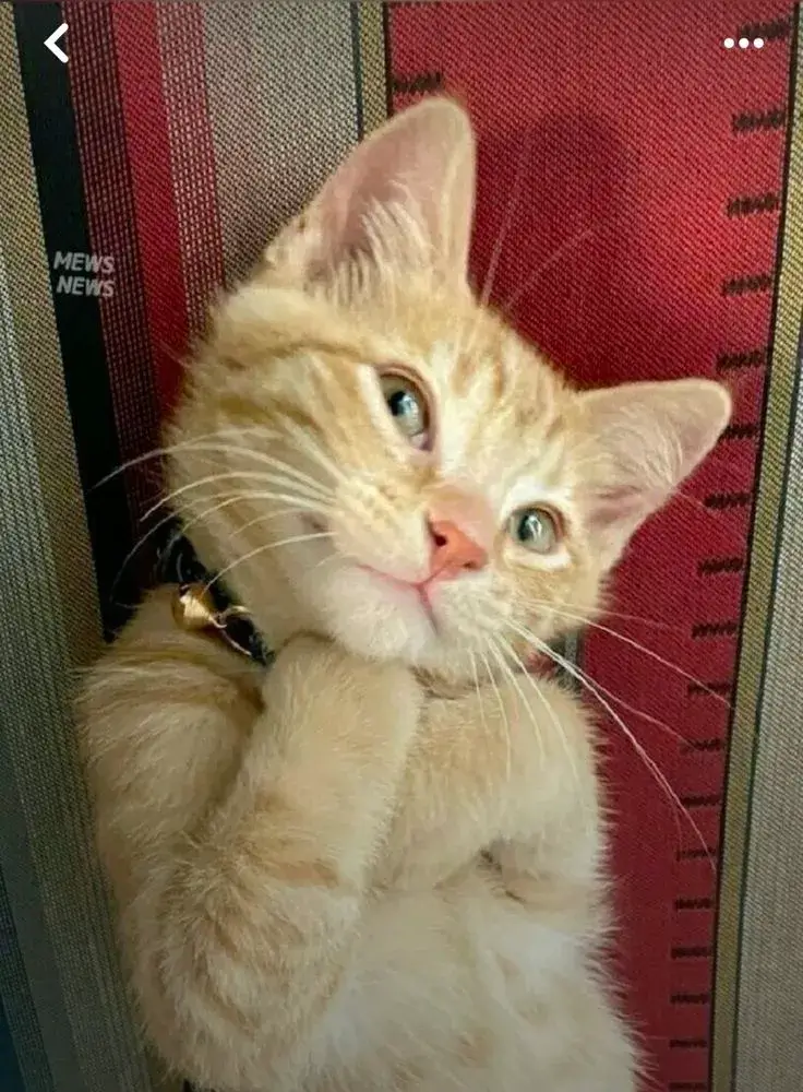 Ảnh mèo liếc mắt ánh nhìn soi mói cực bá đạo