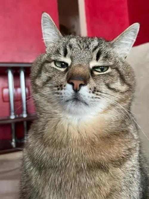 Meme mèo lườm mắt biểu cảm khó ở cực buồn cười