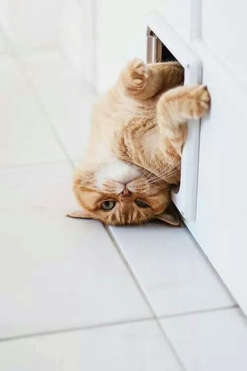 Meme mèo mệt mỏi, dáng vẻ kiệt sức cực lầy lội