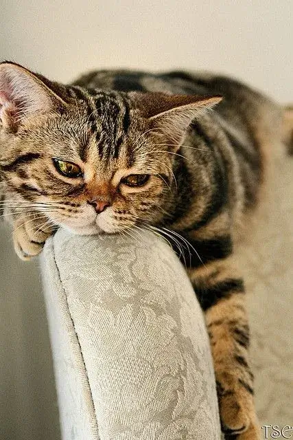 Mèo mệt mỏi uể oải, ánh mắt buồn ngủ đầy đáng yêu