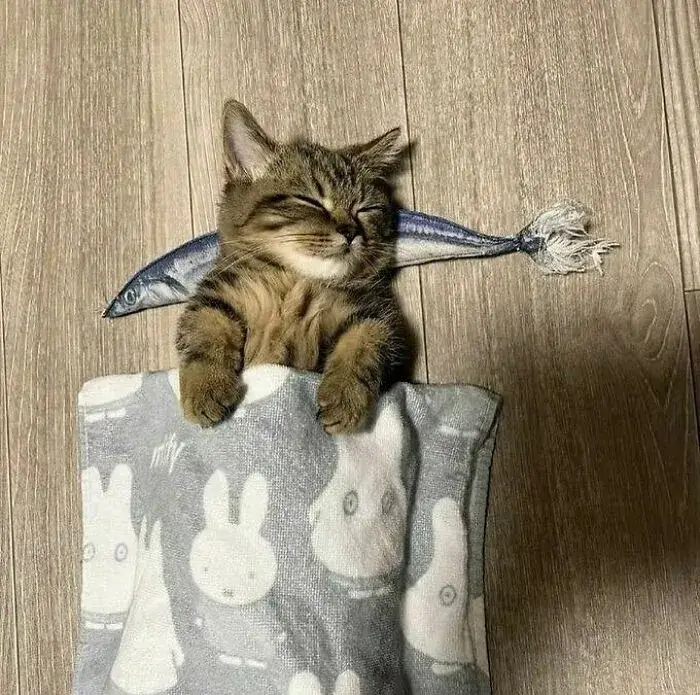 Hình mèo mệt mỏi nằm dài, gương mặt đầy uể oải