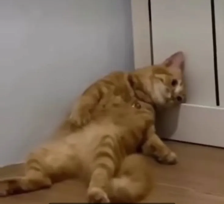 Hình mèo uể oải, ánh mắt mệt nhoài dễ thương hết sức