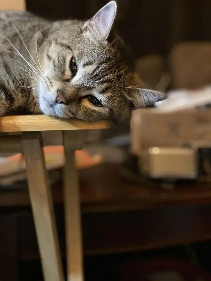 Meme mèo lờ đờ, cạn năng lượng nhìn vô cùng buồn cười