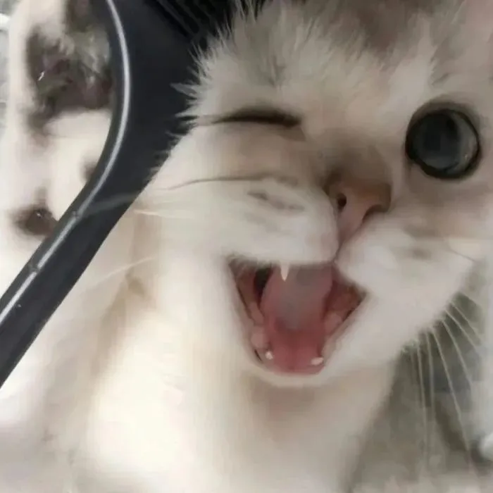 Meme mèo ngại đỏ mặt lan truyền cộng đồng