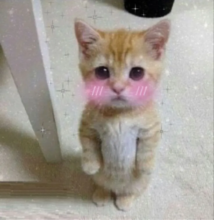 Meme mèo mắc cỡ đỏ mặt khiến ai bật cười