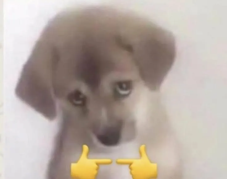 Ảnh chế mèo ngượng ngùng hài hước nhìn siêu ngộ nghĩnh