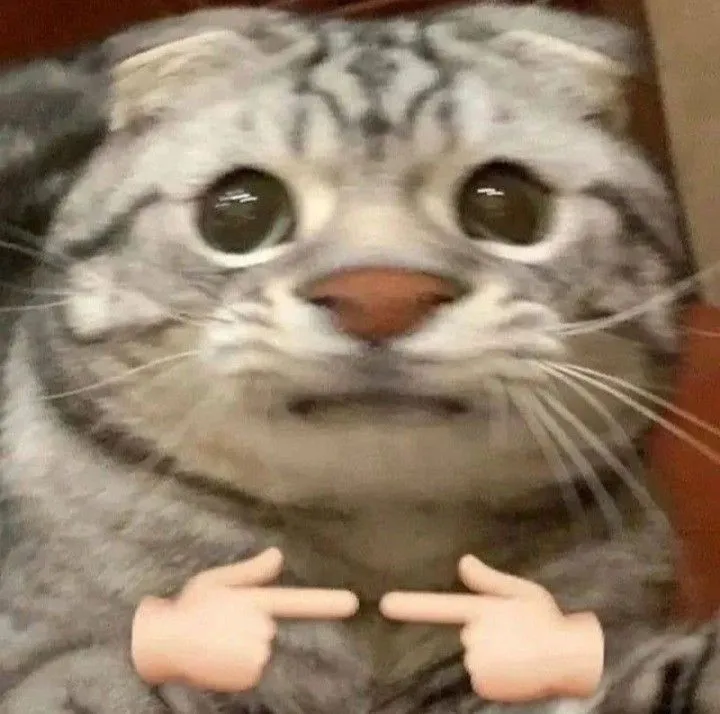 Meme mèo đỏ mặt ngại ngùng khiến bạn cười lớn