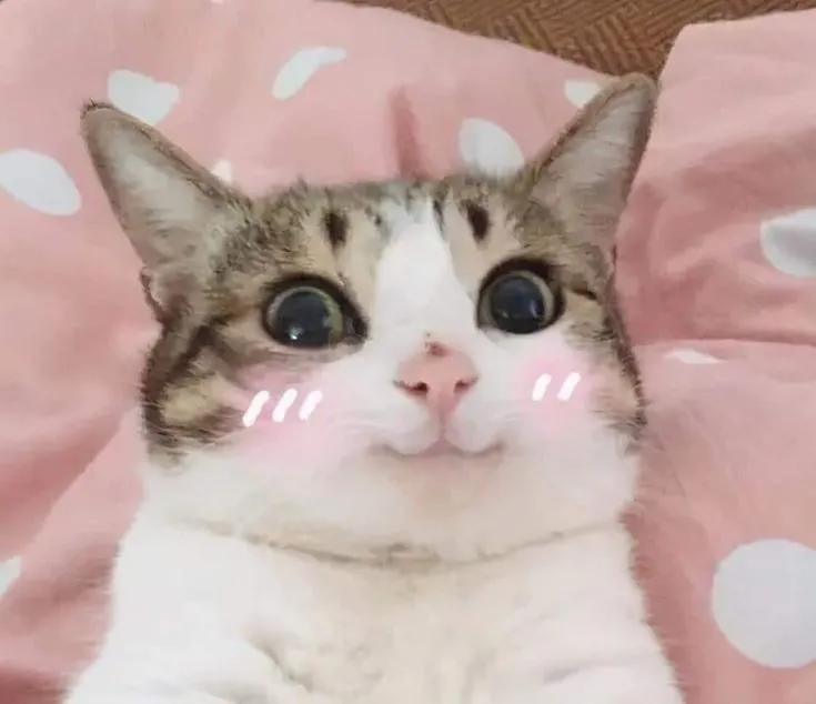 Biểu cảm mèo mắc cỡ ngộ nghĩnh cực đáng yêu