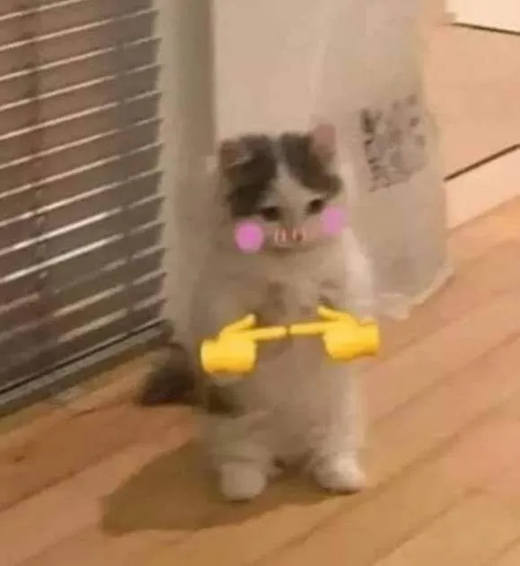 Meme mèo e thẹn dễ thương khiến ai cũng mê