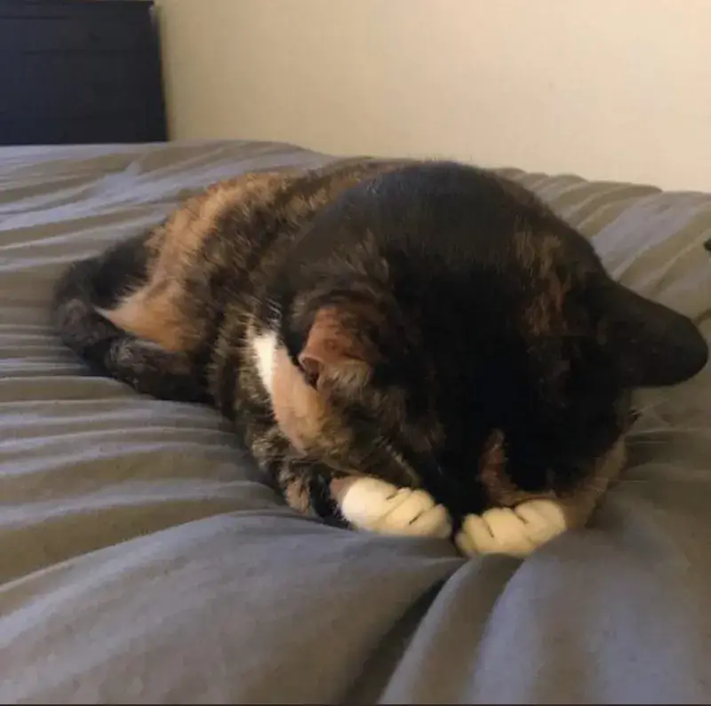 Ảnh chế mèo ngượng ngùng buồn cười nhìn siêu vui