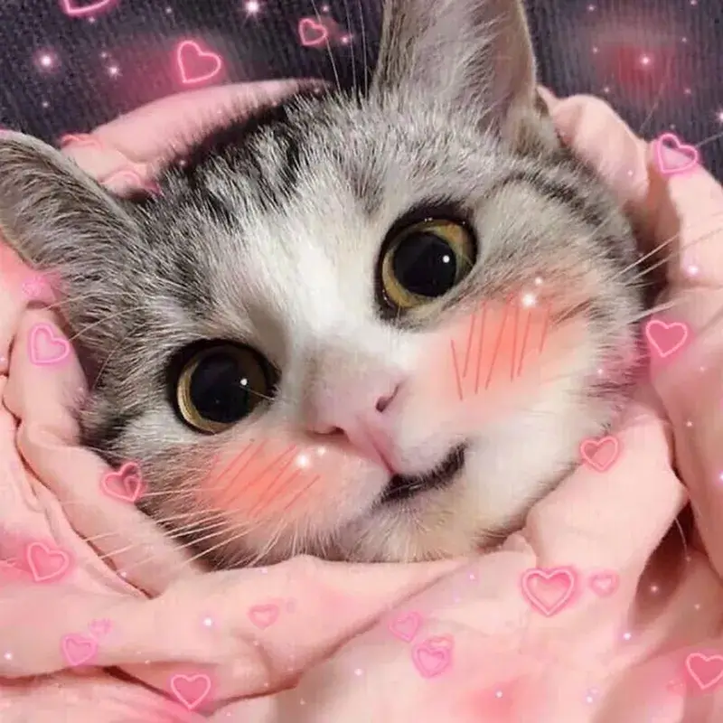 Biểu cảm mèo e thẹn dễ thương khiến bạn cười