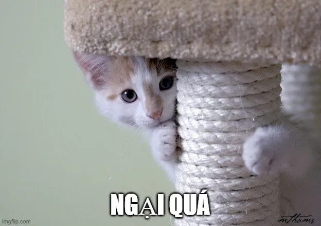 Meme mèo ngại quá nhìn cực kỳ ngộ nghĩnh