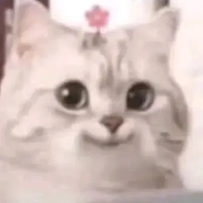 Biểu cảm mèo mắc cỡ ngốc nghếch nhìn rất dễ thương