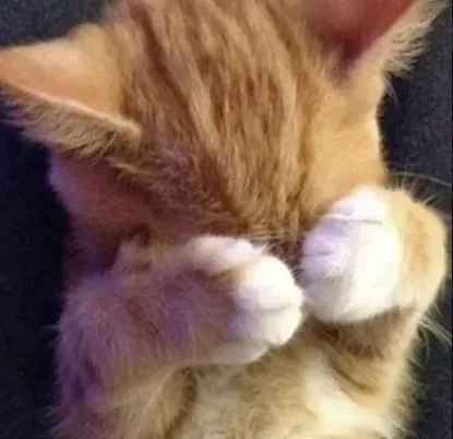 Meme mèo che mặt ngượng ngùng cực hài hước