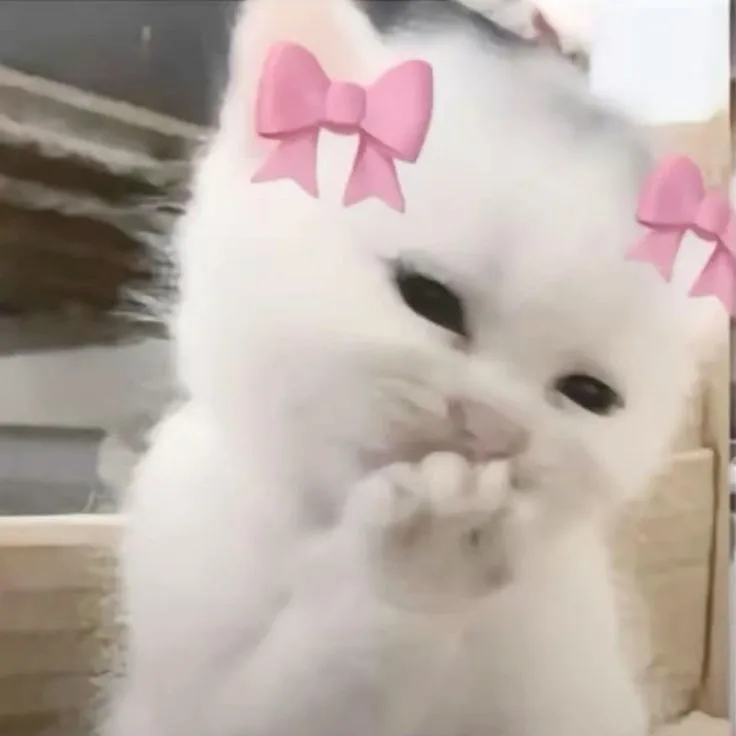 Meme mèo ngại quá đáng yêu nhìn siêu vui