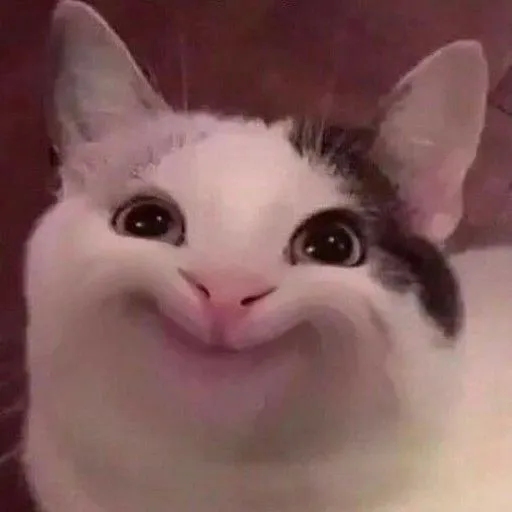 Meme mèo e thẹn đỏ mặt cực đáng yêu