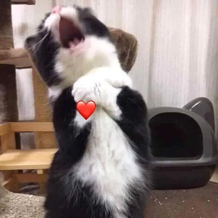 Ảnh chế mèo che mặt ngại ngùng cực ngầu