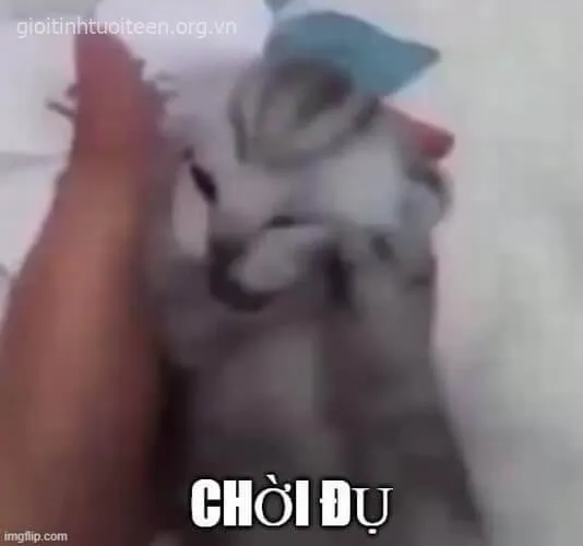 Biểu cảm mèo ôm đầu gào khóc, cực kỳ bi hài.