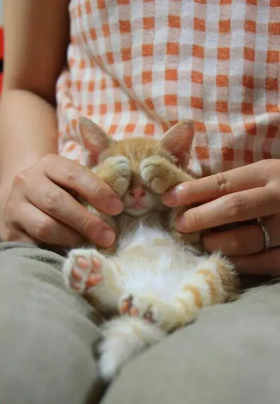 Mèo ôm đầu khóc tủi, khuôn mặt trông rất thương tâm.