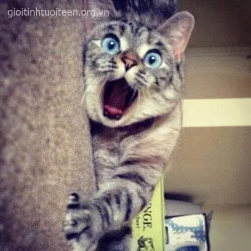 Hình ảnh mèo sửng sốt, ánh mắt rối loạn.