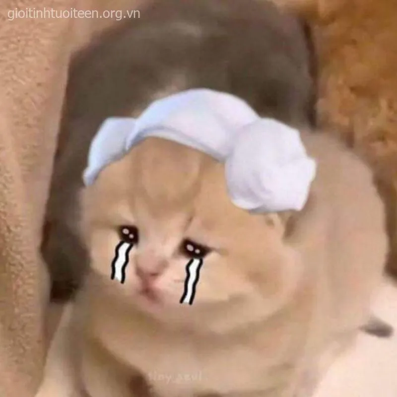 Meme mèo khóc ròng, gương mặt buồn rầu nhưng vẫn đáng yêu