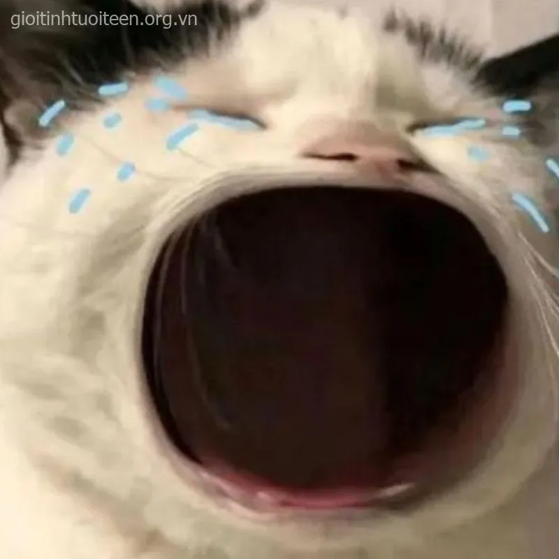 Hình mèo khóc che miệng, khuôn mặt đau khổ rất hài hước