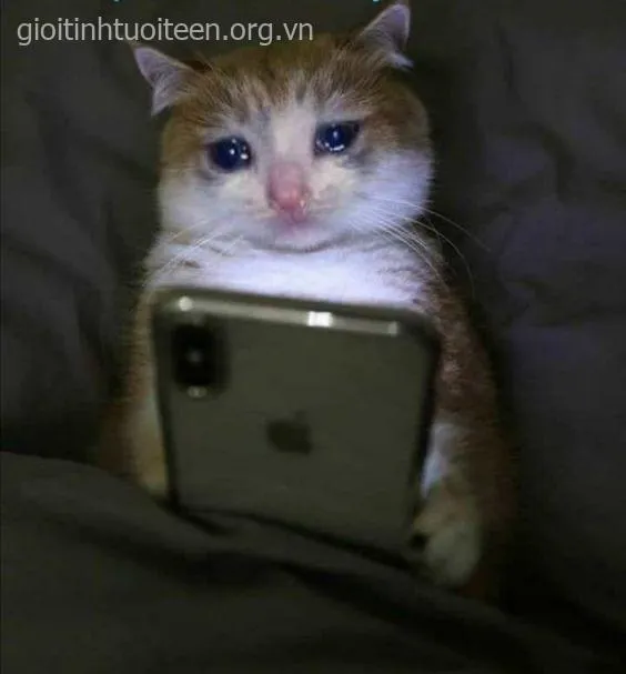 Meme mèo buồn khóc, gương mặt tủi thân cực kỳ bá đạo