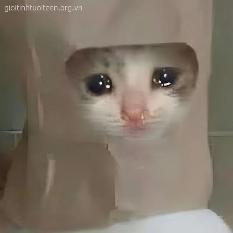 Hình mèo khóc thảm thiết, khuôn mặt buồn tủi cực bựa