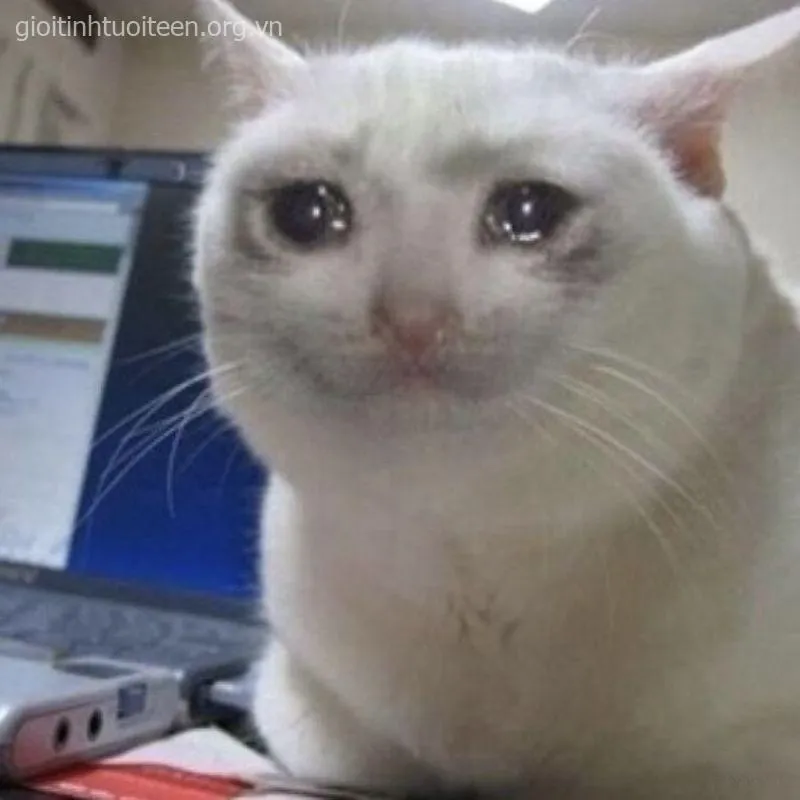 Ảnh mèo khóc che miệng, đôi mắt buồn tủi cực kỳ hài hước