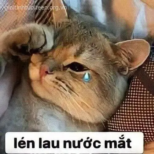 Mèo ôm đầu khóc lóc, ánh mắt rưng rưng buồn bã.
