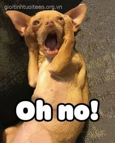 Mèo ôm đầu khóc than, ánh mắt ướt nhòe lệ.