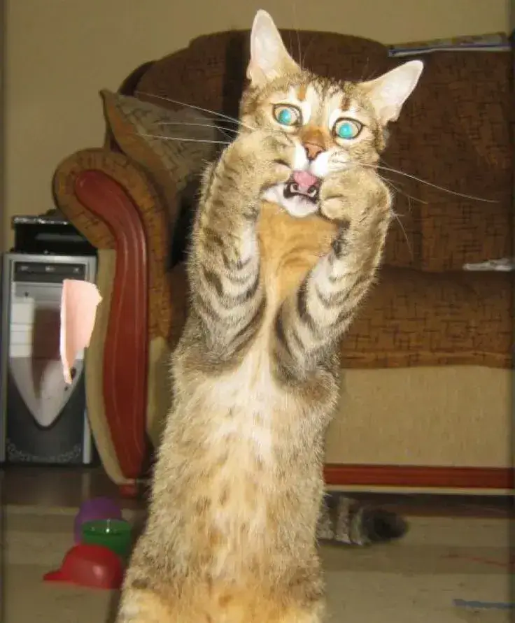 Vẻ mặt mèo hoảng loạn, ôm đầu kêu la liên tục.